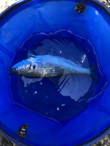 コノシロの釣果