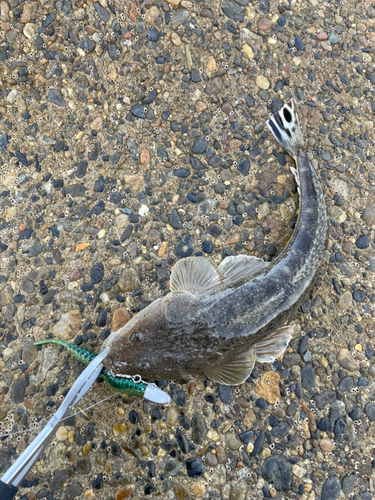 マゴチの釣果