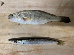 イシモチの釣果