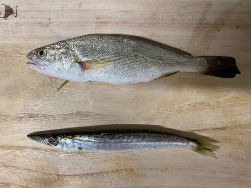 イシモチの釣果