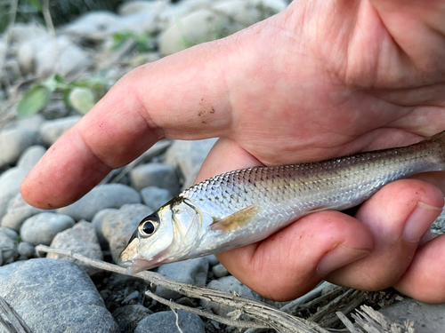 ニゴイの釣果