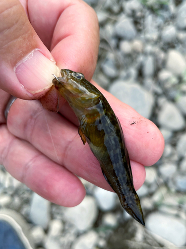 ヌマチチブの釣果