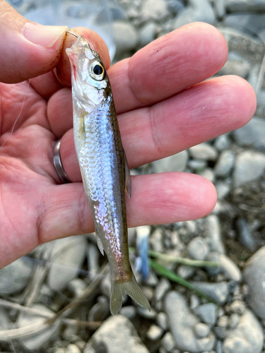 モロコの釣果