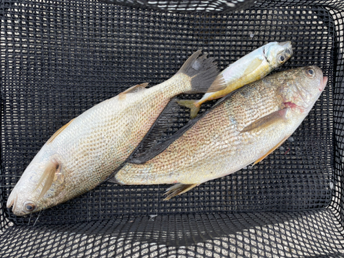 イシモチの釣果