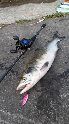 カラフトマスの釣果