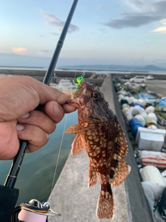 カサゴの釣果