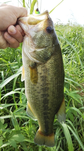 ラージマウスバスの釣果