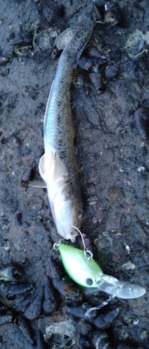 ハゼの釣果