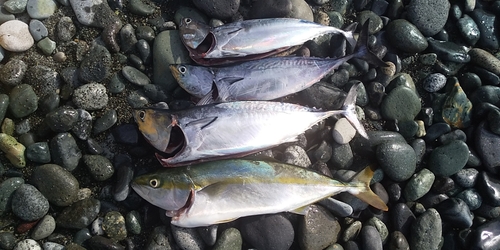 ワカシの釣果