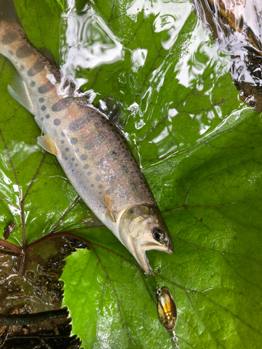 ヤマメの釣果