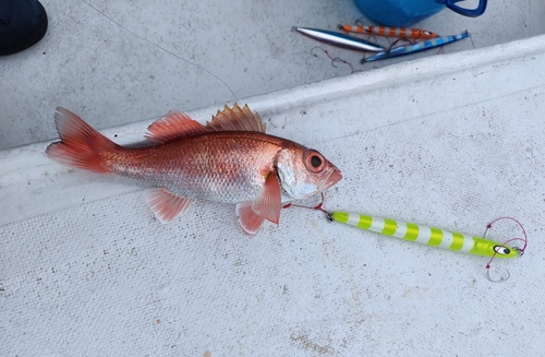 アカムツの釣果