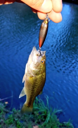 ラージマウスバスの釣果