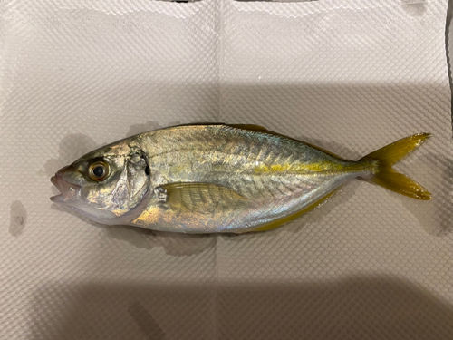 シマアジの釣果