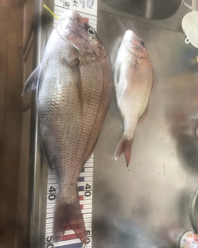 マダイの釣果