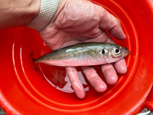 マアジの釣果