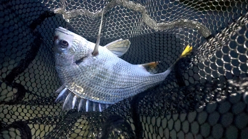 キビレの釣果