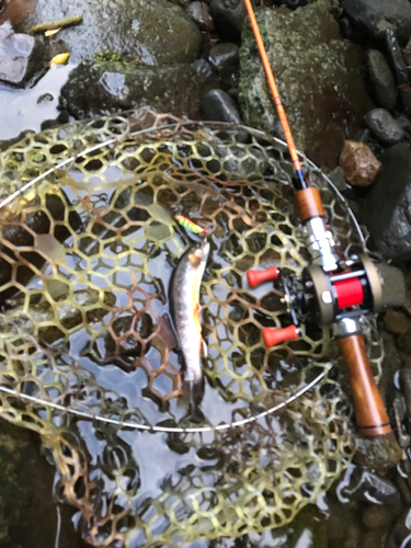 オショロコマの釣果