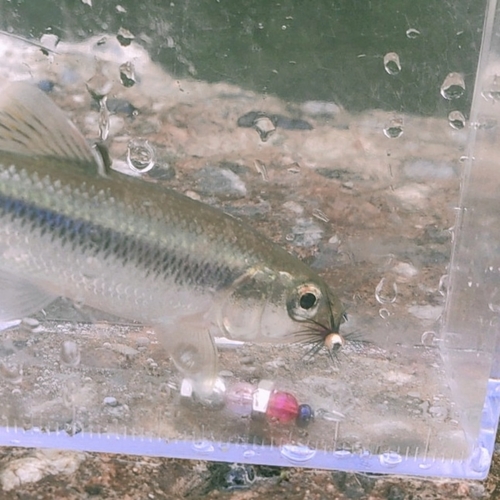 カワムツの釣果