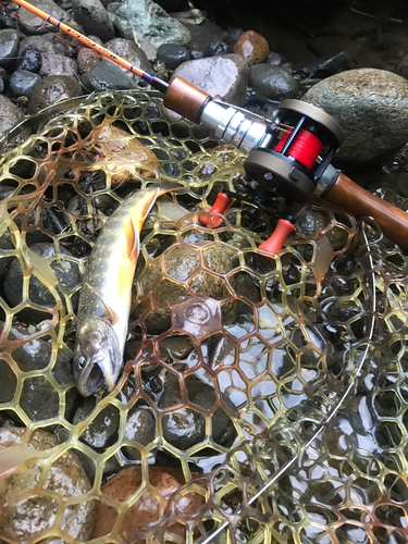 オショロコマの釣果