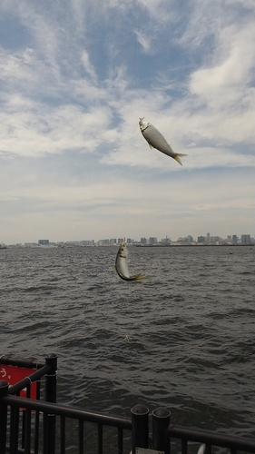 サッパの釣果