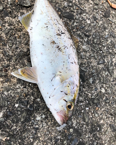 ショゴの釣果