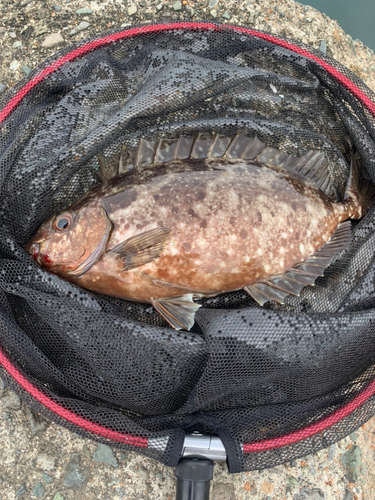 アイゴの釣果