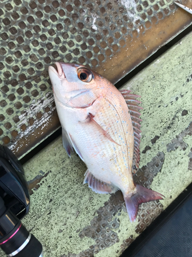 マダイの釣果