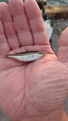 イサキの釣果