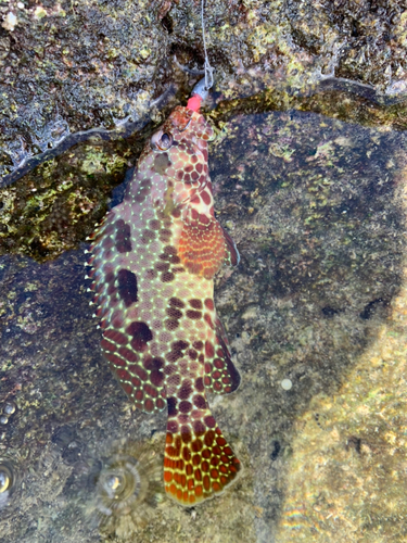 イシミーバイの釣果