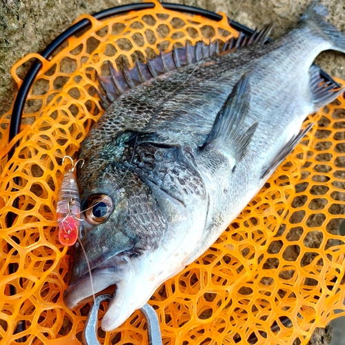 チヌの釣果