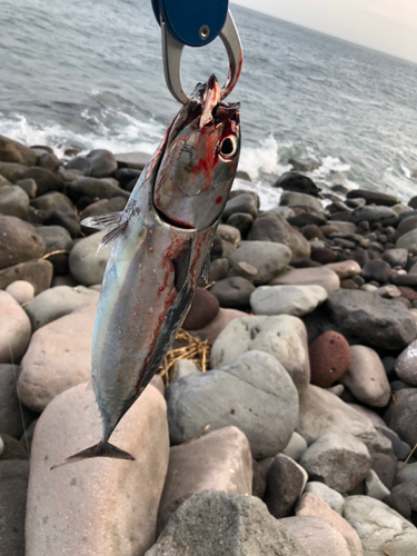 ソウダガツオの釣果