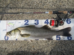 シーバスの釣果