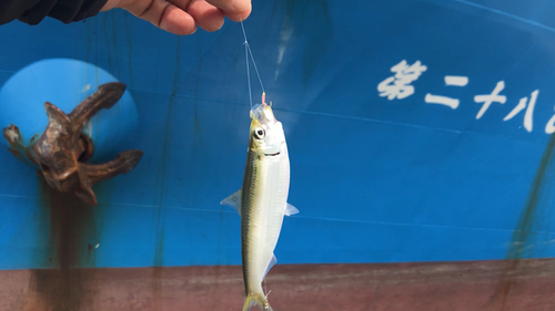 サッパの釣果