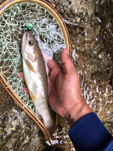 イワナの釣果