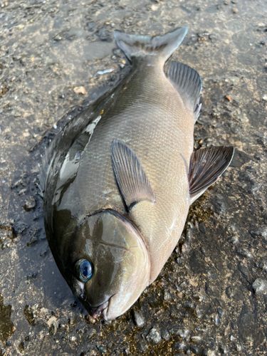 シマアジの釣果