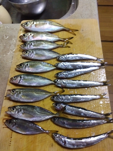 アジの釣果