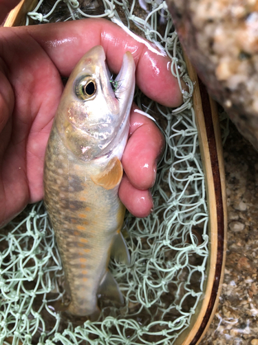 イワナの釣果