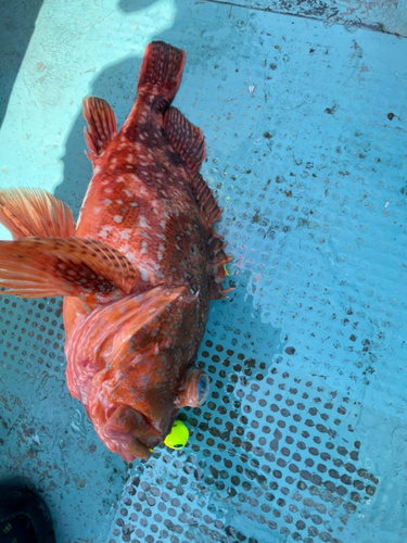 ウッカリカサゴの釣果