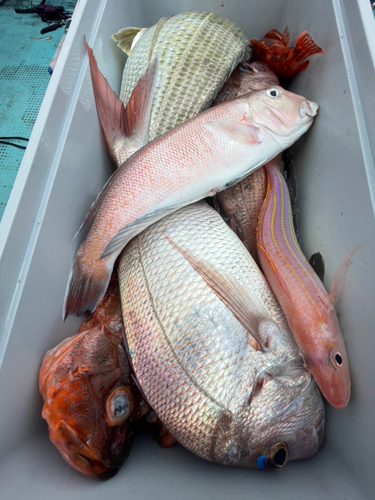 シロアマダイの釣果