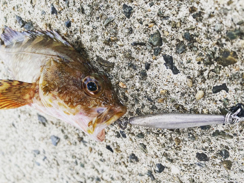 カワハギの釣果