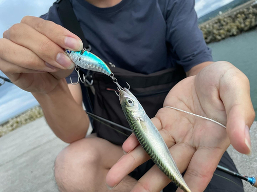 サバの釣果