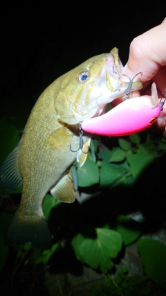 スモールマウスバスの釣果