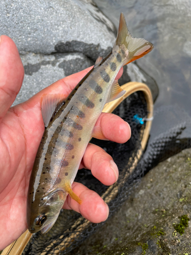 ヤマメの釣果