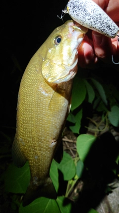 スモールマウスバスの釣果