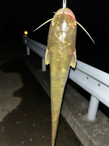 ナマズの釣果