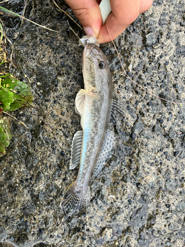 ハゼの釣果