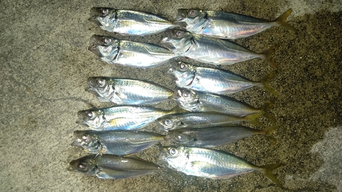 アジの釣果