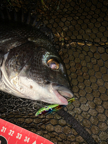 チヌの釣果