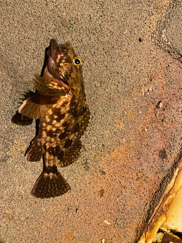 カサゴの釣果