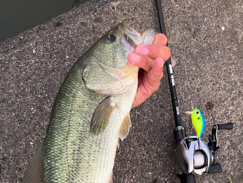 ブラックバスの釣果